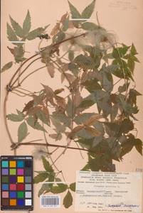 Княжик сибирский (L.) Mill., Восточная Европа, Восточный район (E10) (Россия)