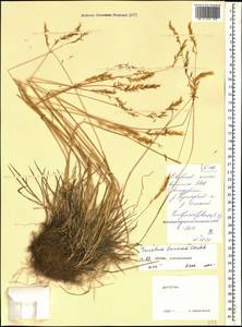 Sibirotrisetum turcicum (Chrtek) Barberá, Кавказ, Дагестан (K2) (Россия)