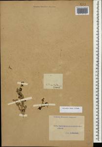 Kaviria cana subsp. cana, Кавказ, Турецкий Кавказ (K7) (Турция)