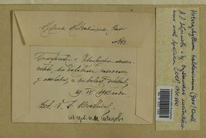 Callicladium haldaneanum (Grev.) H.A. Crum, Гербарий мохообразных, Мхи - Центральное Нечерноземье (B6) (Россия)