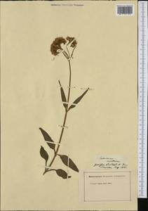 Valeriana montana L., Западная Европа (EUR)