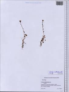 Saxifraga svalbardensis D.O. Ovstedal, Западная Европа (EUR) (Шпицберген и Ян-Майен)