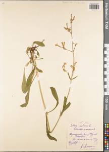 Смолевка поникшая L., Восточная Европа, Центральный район (E4) (Россия)