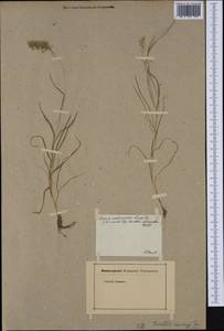 Trisetaria aurea (Ten.) Pignatti, Ботанические сады и дендрарии (GARD) (Германия)