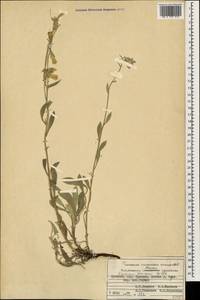 Оносма шелковистая Willd., Кавказ, Армения (K5) (Армения)