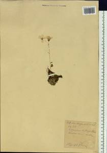 Камнеломка сибирская L., Сибирь, Западный (Казахстанский) Алтай (S2a) (Казахстан)