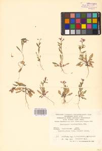 Хориспора нежная, Хориспора тоненькая (Pall.) DC., Восточная Европа, Нижневолжский район (E9) (Россия)