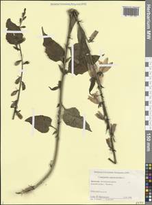 Колокольчик рапунцелевидный L., Кавказ, Дагестан (K2) (Россия)