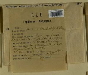 Helodium blandowii (F. Weber & D. Mohr) Warnst., Гербарий мохообразных, Мхи - Москва и Московская область (B6a) (Россия)