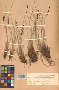 Осока придатконосная (Trautv. & C.A.Mey.) Kük., Сибирь, Дальний Восток (S6) (Россия)