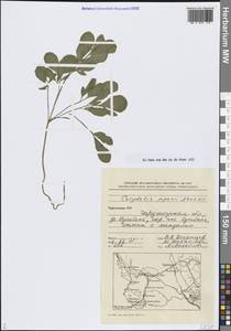 Corydalis popovii Nevski, Средняя Азия и Казахстан, Памир и Памиро-Алай (M2) (Туркмения)