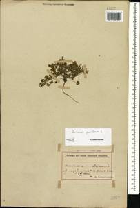 Герань маленькая, Герань мелкая L., Кавказ, Азербайджан (K6) (Азербайджан)