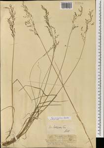 Мятлик оттянутый Trin., Монголия (MONG) (Монголия)
