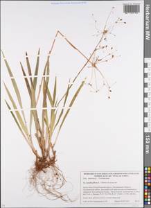 Ожика волосистая (L.) Willd., Восточная Европа, Белоруссия (E3a) (Белоруссия)