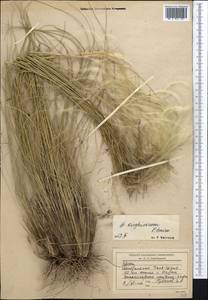 Ковыль киргизский P.A.Smirn., Средняя Азия и Казахстан, Северный и Центральный Тянь-Шань (M4) (Киргизия)