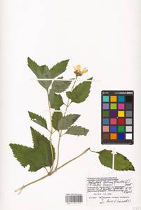 Heliopsis helianthoides var. scabra (Dunal) Fernald, Восточная Европа, Западный район (E3) (Россия)