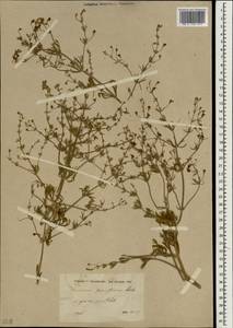 Teucrium parviflorum Schreb., Зарубежная Азия (ASIA) (Турция)