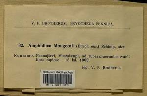 Amphidium mougeotii (Bruch & Schimp.) Schimp., Гербарий мохообразных, Мхи - Карелия, Ленинградская и Мурманская области (B4) (Россия)