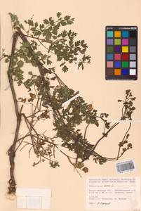 Bасилисник малый L., Восточная Европа, Нижневолжский район (E9) (Россия)