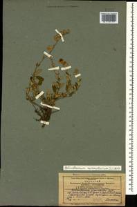 Солнцецвет монетолистный (L.) Mill., Кавказ, Азербайджан (K6) (Азербайджан)