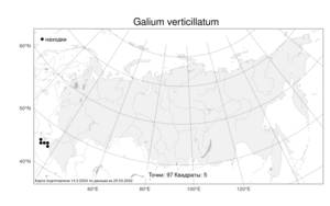 Galium verticillatum, Подмаренник мутовчатый Danthoine ex Lam., Атлас флоры России (FLORUS) (Россия)
