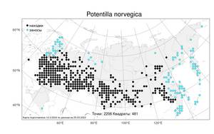 Potentilla norvegica, Лапчатка норвежская L., Атлас флоры России (FLORUS) (Россия)