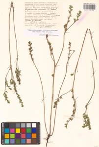 Buglossoides arvensis × rochelii, Восточная Европа, Нижневолжский район (E9) (Россия)