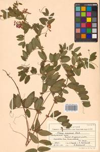 Горошек приятный Fisch. ex Ser., Сибирь, Дальний Восток (S6) (Россия)