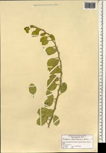Capparis spinosa var. aegyptia (Lam.) Boiss., Зарубежная Азия (ASIA) (Израиль)