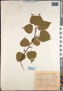 Betula pendula subsp. mandshurica (Regel) Ashburner & McAll., Сибирь, Якутия (S5) (Россия)