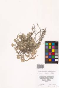 Бурачок ленский Adams, Восточная Европа, Центральный лесостепной район (E6) (Россия)