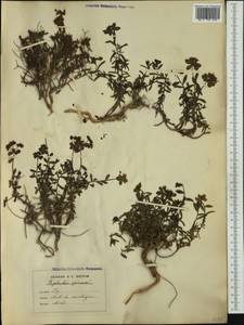 Euphorbia spinosa L., Западная Европа (EUR) (Италия)