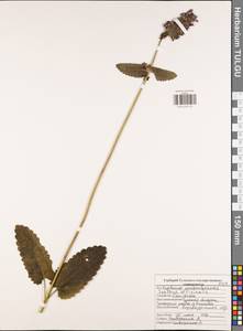 Betonica officinalis subsp. officinalis, Восточная Европа, Центральный район (E4) (Россия)