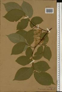 Вяз гладкий, Вяз обыкновенный Pall., Восточная Европа, Центральный лесостепной район (E6) (Россия)