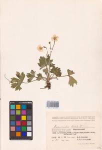 Ranunculus polyanthemos subsp. meyerianus (Rupr.) Elenevsky & Derv.-Sok., Восточная Европа, Нижневолжский район (E9) (Россия)