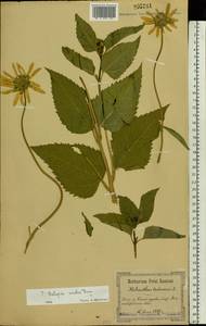Heliopsis helianthoides var. scabra (Dunal) Fernald, Восточная Европа, Северо-Украинский район (E11) (Украина)