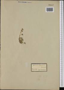 Artemisia mutellina S. G. Gmel., Западная Европа (EUR) (Австрия)