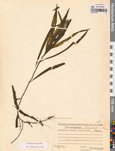 Рдест альпийский Balb., Сибирь, Чукотка и Камчатка (S7) (Россия)