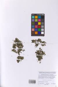 Многокоренник обыкновенный (L.) Schleid., Восточная Европа, Московская область и Москва (E4a) (Россия)