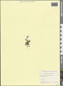 Грыжник кавказский Rupr., Кавказ, Дагестан (K2) (Россия)