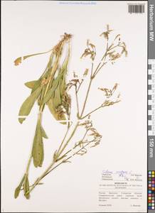 Смолевка поникшая L., Восточная Европа, Средневолжский район (E8) (Россия)