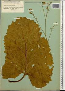 Катран сердцелистный Steven, Кавказ, Ставропольский край, Карачаево-Черкесия, Кабардино-Балкария (K1b) (Россия)