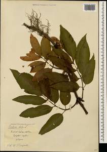 Бузина травянистая, Бузина травяная L., Кавказ, Грузия (K4) (Грузия)