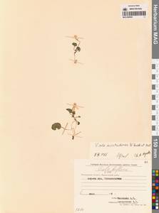 Viola crassa subsp. avatschensis (W.Becker & Hultén) Espeut, Сибирь, Чукотка и Камчатка (S7) (Россия)