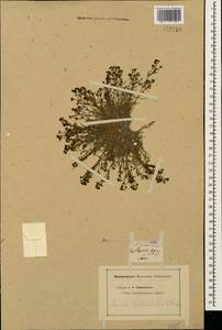 Cynanchica biebersteinii (V.I.Krecz.) P.Caputo & Del Guacchio, Кавказ (без точных местонахождений) (K0)