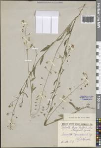 Пастушья сумка обыкновенная (L.) Medik., Восточная Европа, Северо-Западный район (E2) (Россия)