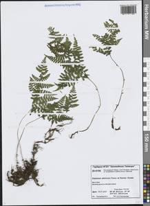 Диплазиум сибирский (Turcz. ex Kunze) Sa.Kurata, Сибирь, Центральная Сибирь (S3) (Россия)