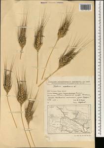 Пшеница летняя, Пшеница обыкновенная L., Зарубежная Азия (ASIA) (КНР)