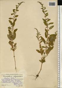 Lipandra polysperma (L.) S. Fuentes, Uotila & Borsch, Восточная Европа, Восточный район (E10) (Россия)