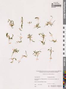 Болотник обоеполый L., Сибирь, Чукотка и Камчатка (S7) (Россия)